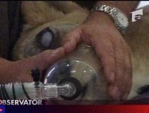 Cu leoaica la doctor. Felină operată de cataractă la Braşov