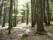 Finlandezii au cumpărat păduri de 50.000.000 de euro

