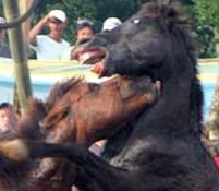 Imagini brutale filmate în Filipine la luptele ilegale de cai