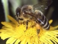 Albinele pot număra până la patru