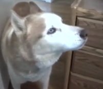 Câinele care ştie engleza sau cum comunici liber cu animalul preferat (VIDEO)