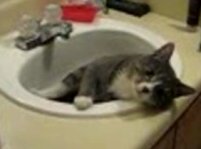 Răsfăţ pisicesc în baia personală (VIDEO)
