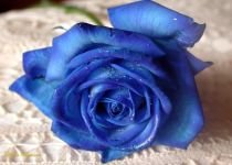 După 20 de ani de cercetări, au fost prezentaţi primii trandafiri albaştri din lume