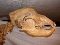 Cranii de urs vechi de 15.000 de ani, găsite în bagajele unui bărbat la vama Nădlac