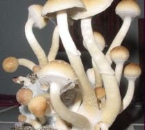 Olanda interzice ciupercile cu efect halucinogen