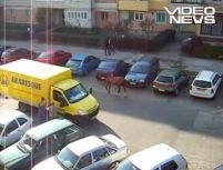 Videonews.ro: Caii, prezenţă obişnuită pe aleile dintre blocurile din Focşani