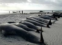 Peste 60 de balene au eşuat pe o plajă din Australia