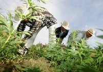 Primăriile olandeze ar putea produce cannabis pe cont propriu