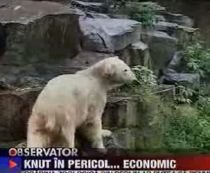 Knut, celebrul urs polar, în pericol de a fi alungat din cauza crizei financiare