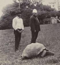 Cel mai bătrân animal în viaţă - o ţestoasă de 176 de ani