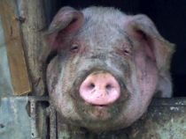 Nespectarea normelor europene pentru sacrificarea porcilor, aspru amendată