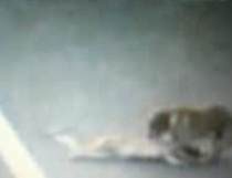 Un câine salvează viaţa unui alt câine, pe o autostradă din Chile (VIDEO)