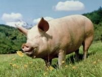 Irlanda a retras de pe piaţă toate produsele autohtone din carne de porc din cauza contaminării cu dioxină