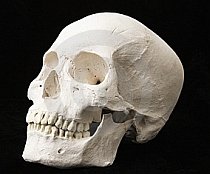 Arheologii au descoperit un creier vechi de 2000 de ani în Anglia