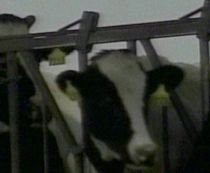 Autorităţile din Marea Britanie, îngrijorate din cauza bolii vacii nebune
