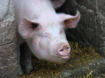 Vremurile trec, rămân obiceiurile. Tăiatul porcului, fără respectarea normelor UE (VIDEO - interzis minorilor)