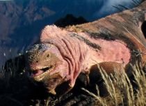 O specie de iguane roz, descoperită în Galapagos

