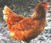 Un nou caz de gripă aviară, în China. O femeie a murit, din cauza virusului H5N1