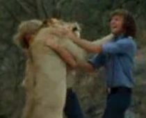 Cât durează prietenia dintre un om şi un leu (VIDEO)