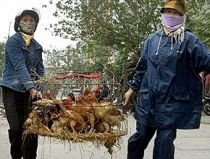 China. Gripa aviară face a treia victimă, de la începutul anului