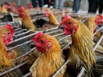 În China s-a înregistrat al patrulea deces din cauza gripei aviare, de la începutul anului