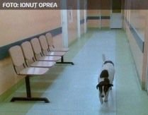 În Argeş, câinii umblă cu covrigi în coadă... prin spitale! (FOTO)