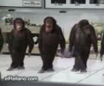 Pe "picior" de egalitate? Maimuţele dansează o sârbă mai cu foc decât oltenii (VIDEO)