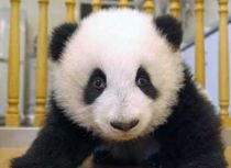 13 ursuleţi panda, prezentaţi pentru prima oară publicului chinez