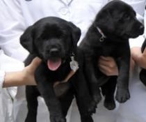 Premieră mondială: Câini, clonaţi prin celule suşă prelevate din ţesuturi adipoase