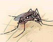 Bolivia, în stare de urgenţă după ce trei persoane au murit de febra dengue