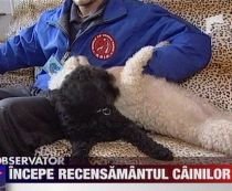 Toţi câinii şi pisicile de companie din Bucureşti, sterilizaţi până la toamnă