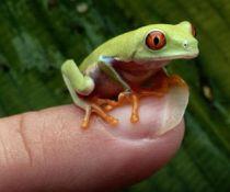 Panama. Cercetătorii au descoperit nouă specii noi de broaşte şi una de salamandră