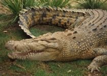Crocodili în libertate, pe străzile din Australia, din cauza inundaţiilor