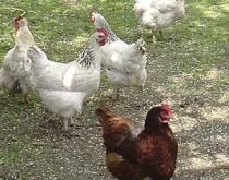 Importurile de carne de pasăre şi pateu din Franţa, suspendate de Japonia, din cauza gripei aviare