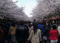 Japonia. Tinerii au dansat în semn de protest faţă de lipsa locurilor de muncă