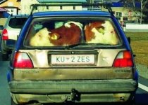 Cum au încăput? Două vaci, duse la veterinar într-o maşină mică (FOTO)