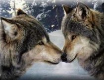 Oamenii de ştiinţă sud-coreeni vor să împerecheze doi lupi clonaţi
