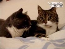 Şi pisicile vorbesc între ele (VIDEO)