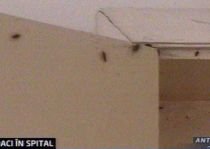 Spitalul din Medgidia, raiul gândacilor. Insectele se plimbă prin saloane 