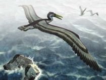 Craniul unei păsări preistorice a fost descoperit în Peru
