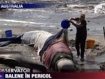 Australia. Operaţiune de salvare pentru 200 de balene şi delfini eşuaţi la mal