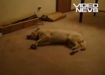 Şi câinii visează urât. Uitaţi ce se întâmplă atunci când patrupedele au coşmaruri (VIDEO)