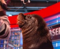 Cecil, cea mai mare focă din lume, "invitat special"  la Antena 1 (FOTO & VIDEO)