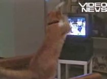 O felină, expertă în tehnici de autoapărare (VIDEO)
