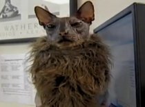 Faceţi cunoştinţă cu Ugly Bat Boy, cea mai urâtă pisică din lume (VIDEO)
