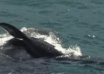 12.000 euro pentru un specialist pe probleme de balene, deşi acestea nu există în Marea Neagră
