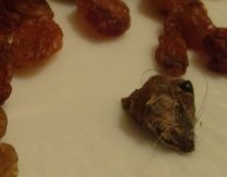 Cap de şoarece, descoperit într-o punguţă cu stafide (VIDEO)