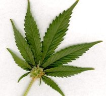 Studiu: Marijuana ajută la tratarea tumorilor şi a cancerului cerebral