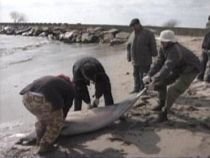 Constanţa. Şapte delfini, găsiţi morţi după ce s-au încurcat în plasele braconierilor la calcan