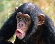Studiu: Femelele cimpanzeu fac sex mai des cu masculii care împart cu ele carnea vânată
